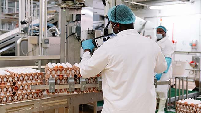 Image d'illustration de l'actualité Les Œufs Geslin : des femmes et des hommes au service de l’œuf et des ovoproduit