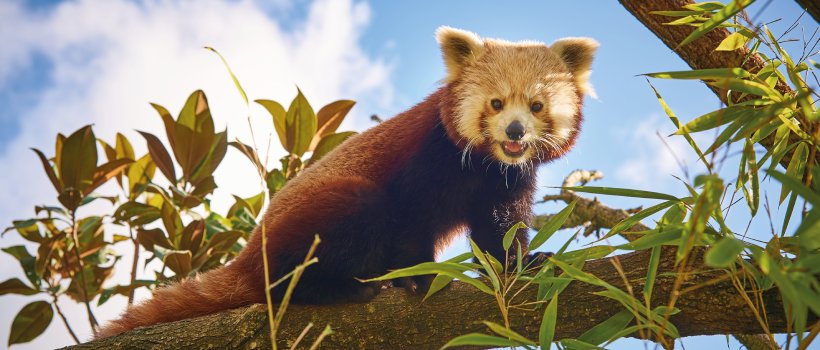 Image d'illustration de l'entreprise ZOO DE LA FLECHE