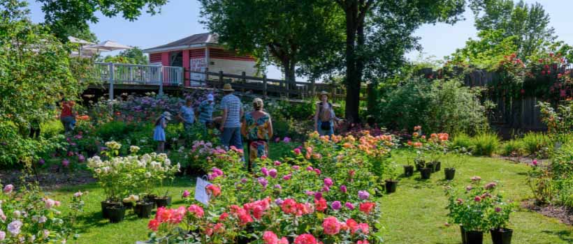 Image d'illustration de l'entreprise SARL FLOGUI/LES CHEMINS DE LA ROSE